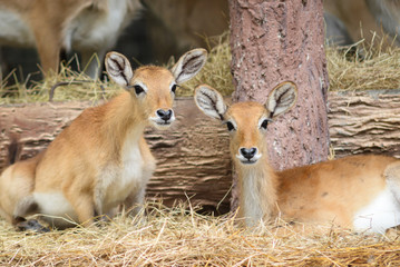 baby red lechwe