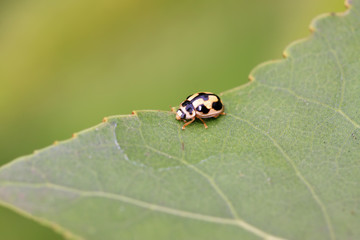 ladybug