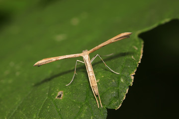 sweet potato plume moth