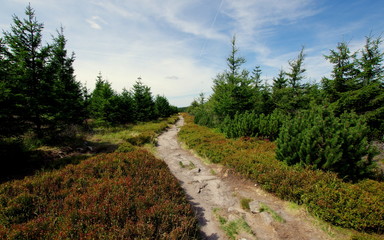 Spacer górskim szlakiem w okolicach Świeradowa Zdrój, ścieżka prowadząca przez góry Izerskie od Izerskiego Stogu © Konrad_elx
