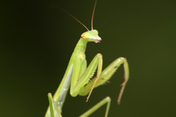 mantis perched on the leaves