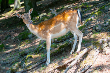 Fototapete bei efototapeten.de bestellen   