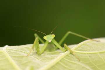 mantis perched on the leaves