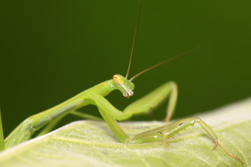mantis perched on the leaves