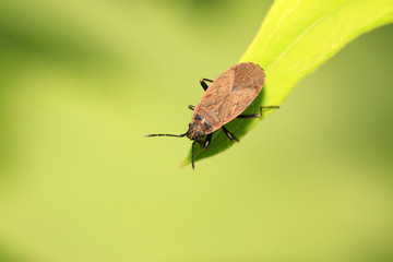 red stinkbug