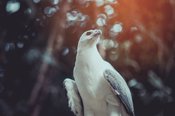 White-bellied Sea-eagle