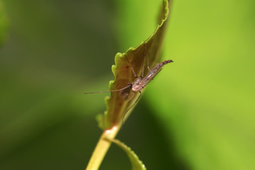 mosquito
