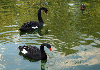 Black Swans floating in the city pond.