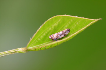 leafhopper