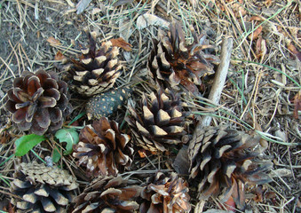 Pine cones in the autumn forest.
