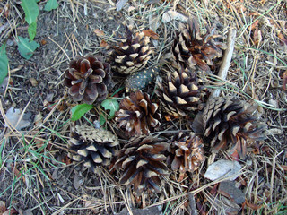 Pine cones in the autumn forest.
