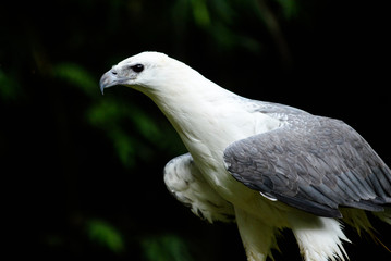 White-bellied Sea-eagle