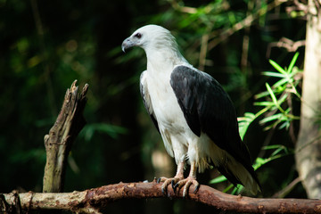 White-bellied Sea-eagle