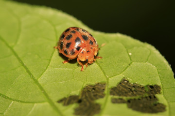 potato beetle