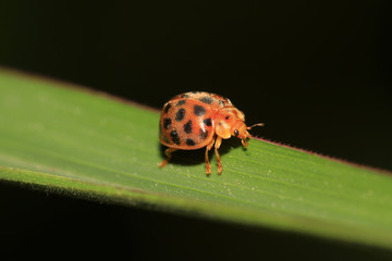 potato beetle