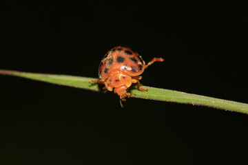 potato beetle