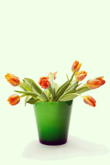bouquet of orange tulips in front of bright  backgroun