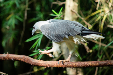White-bellied Sea-eagle