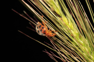 potato beetle