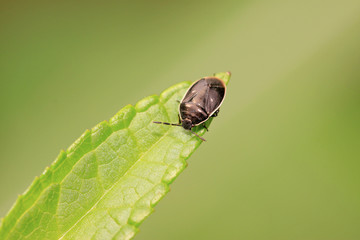 black stinkbug larvae on green leaf