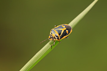 stinkbug on green leaf