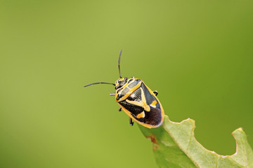 stinkbug on green leaf