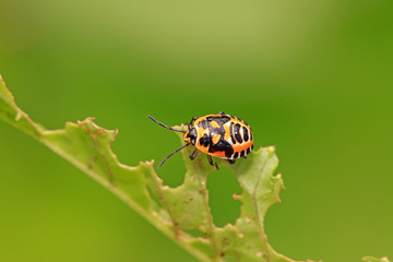 stinkbug nymphal on green leaf