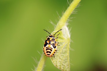 stinkbug nymphal on green leaf