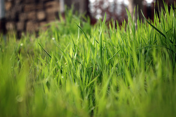 Green grass background