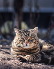Homeless cat with expressive eyes in the beautiful light