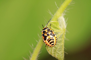 stinkbug nymphal on green leaf