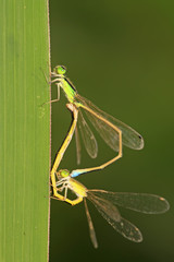 two damselflies in mating