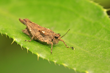 locust