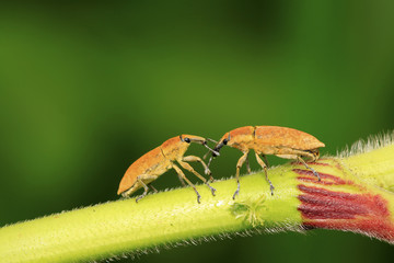 weevil
