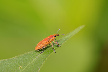 weevil