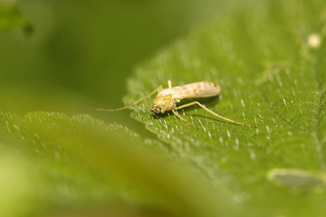 mosquito