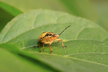 stinkbug larvae on green leaf