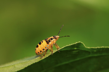 stinkbug larvae on green leaf