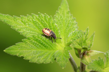 stinkbug larvae on green leaf