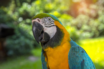 Closeup blue and gold macaw