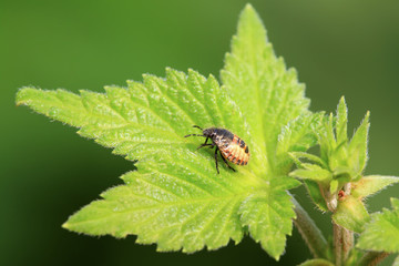 stinkbug larvae on green leaf