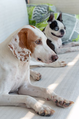 Two different dogs on a outdoor sofa on balcony  sunbathing 