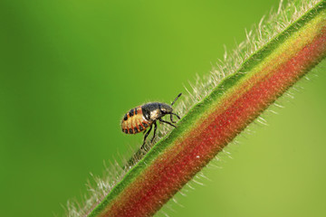 stinkbug larvae on green leaf