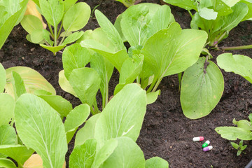 close up of pill on dirt and plant at farm