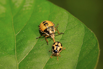 stinkbug hunting ladybug on green leaf