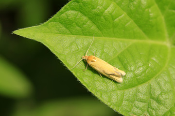 Moth insects