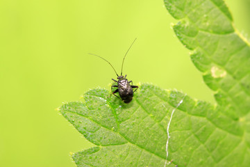 black stinkbug larvae on green leaf