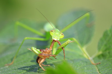 mantis perched on the leaves