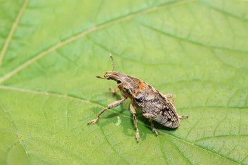 weevil