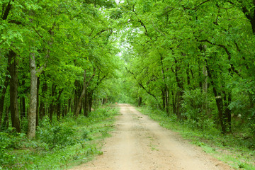 forest nature environment trees road green